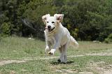GOLDEN RETRIEVER 758